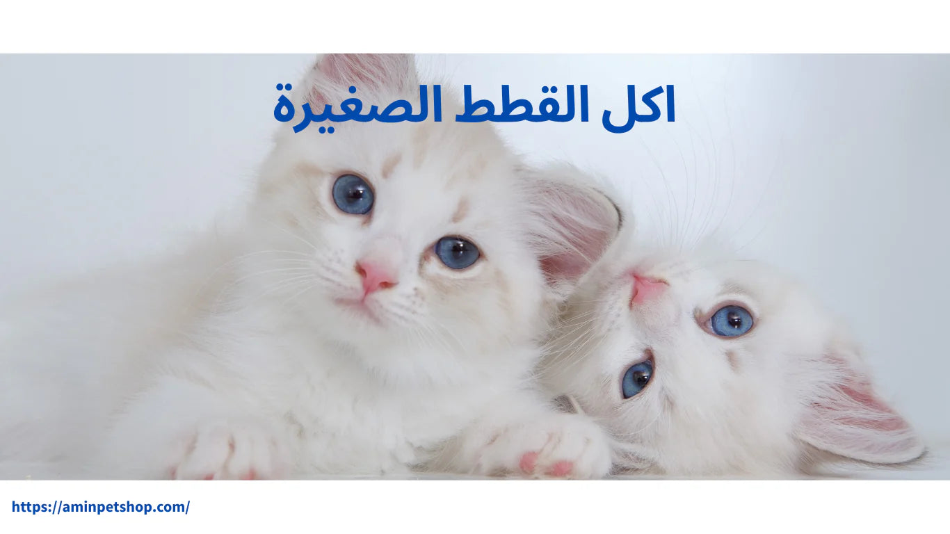 اكل القطط الصغيرة