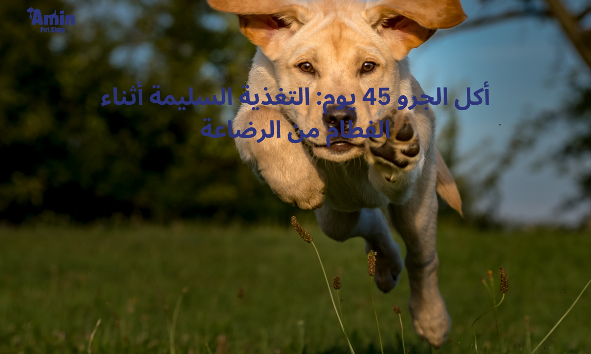 أكل الجرو 45 يوم