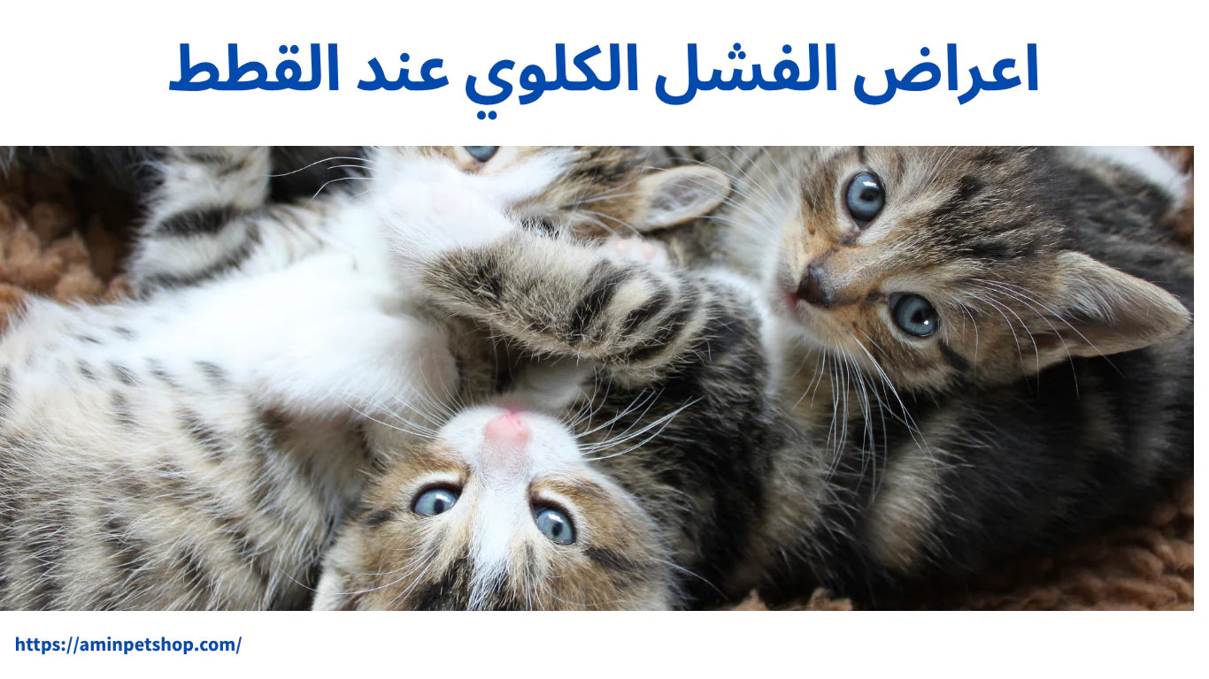 أسباب واعراض الفشل الكلوي عند القطط وكيفية علاجة