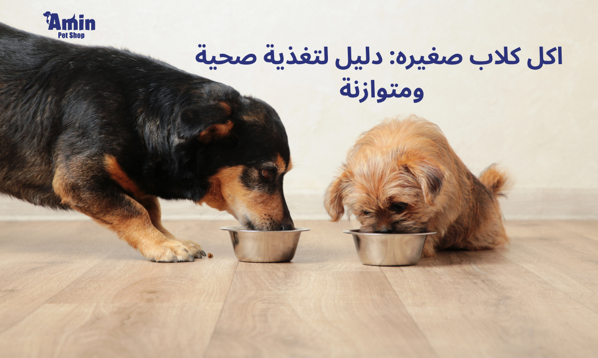 اكل كلاب صغيره: دليل لتغذية صحية ومتوازنة