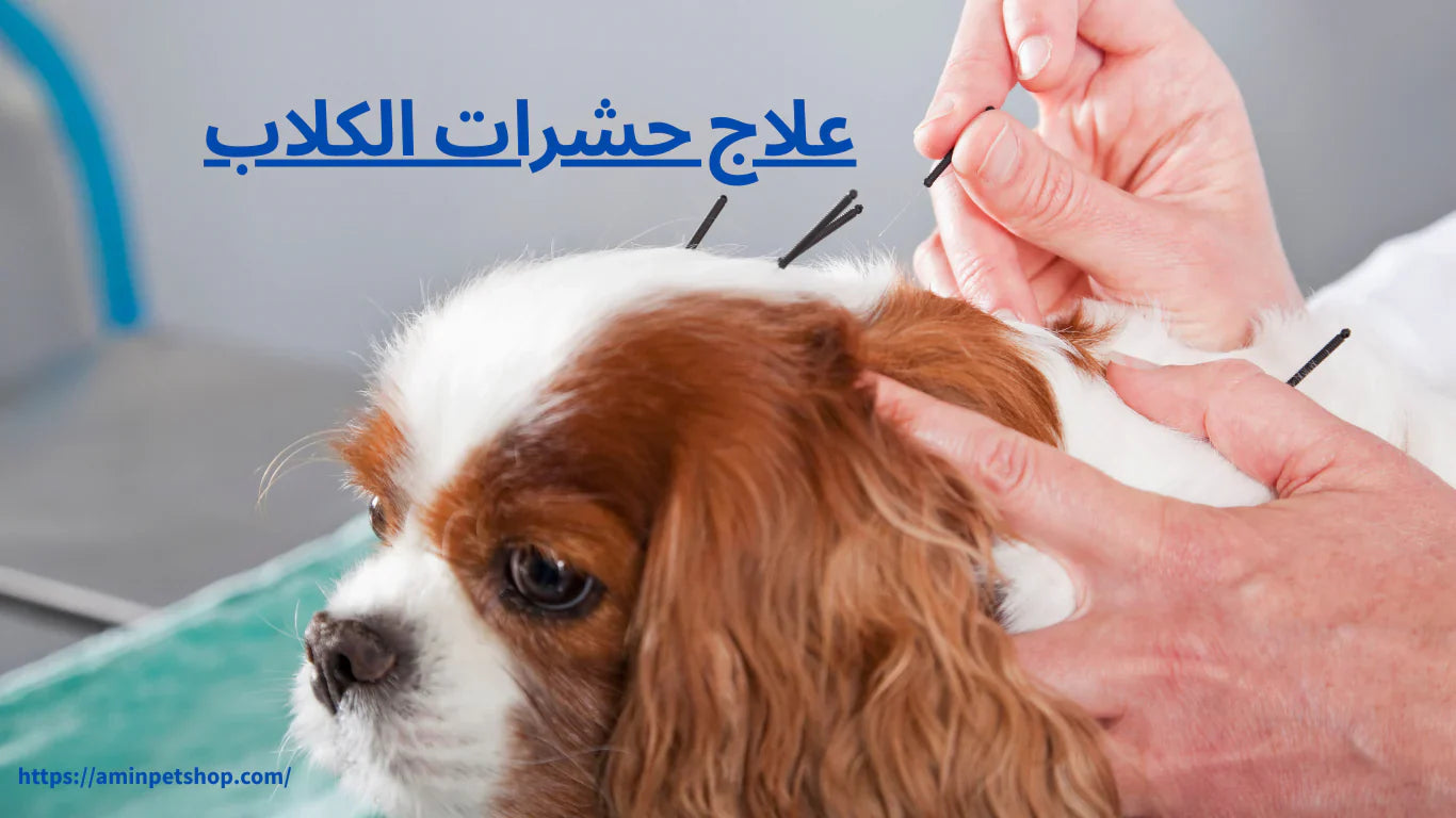 علاج حشرات الكلاب