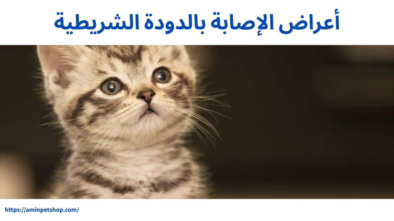 أعراض الإصابة بالدودة الشريطية