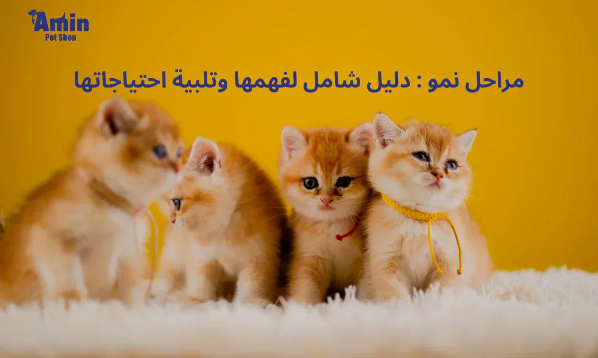 مراحل نمو : دليل شامل لفهمها وتلبية احتياجاتها