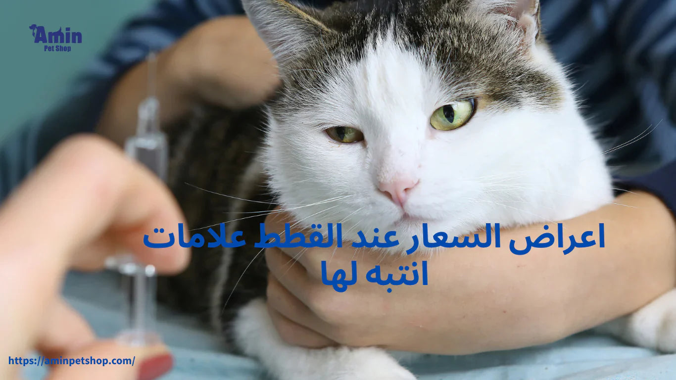 اعراض السعار عند القطط علامات انتبه لها