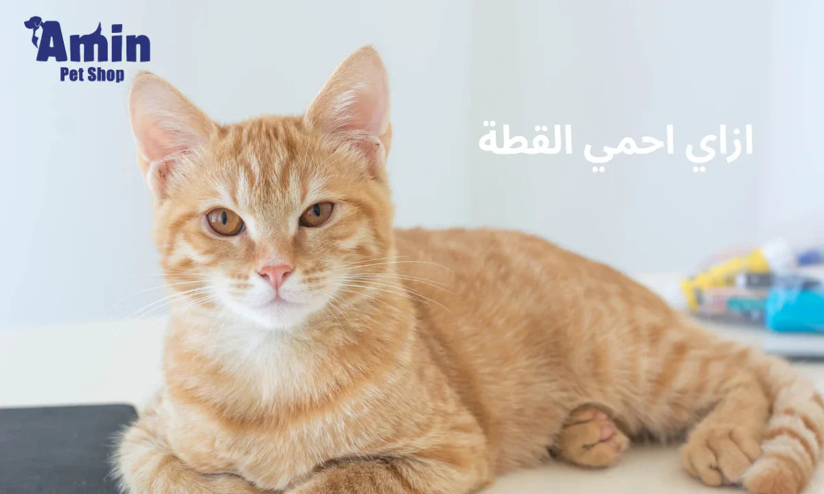 ازاي احمي القطة: خطوات بسيطة تجعل حياة قطتك أكثر أماناً