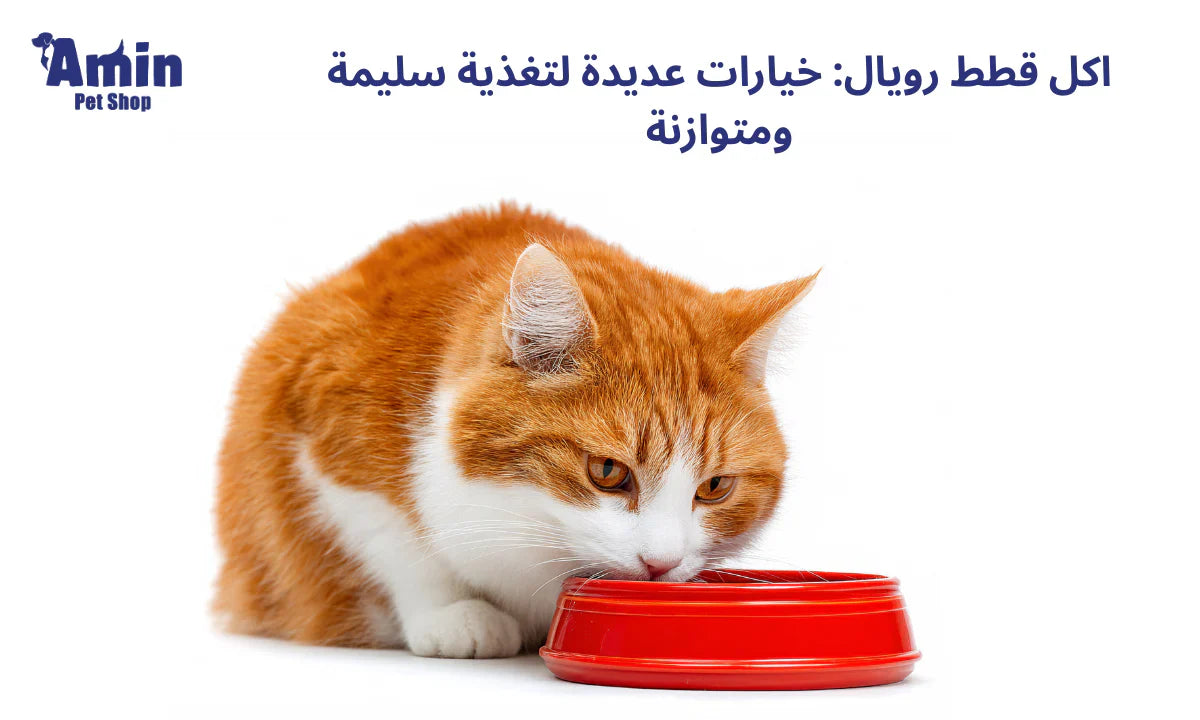 اكل قطط رويال: خيارات عديدة لتغذية سليمة ومتوازنة