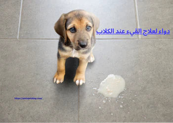 إليك أفضل دواء لعلاج القيء عند الكلاب