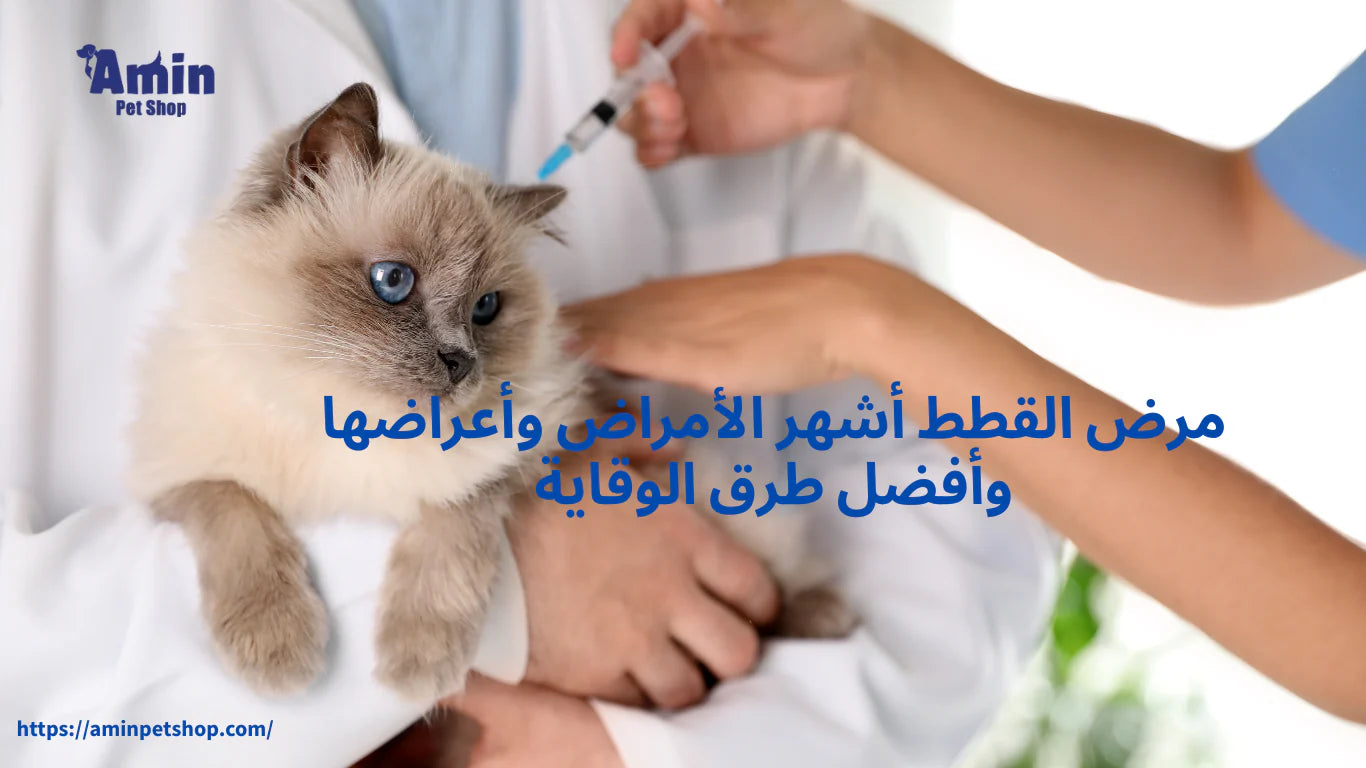 مرض القطط أشهر الأمراض وأعراضها وأفضل طرق الوقاية