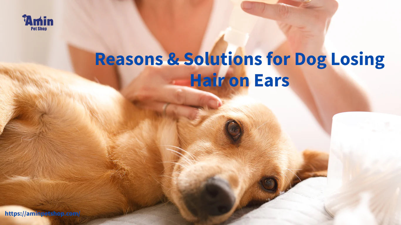 Reasons & Solutions for Dog Losing Hair on Ears