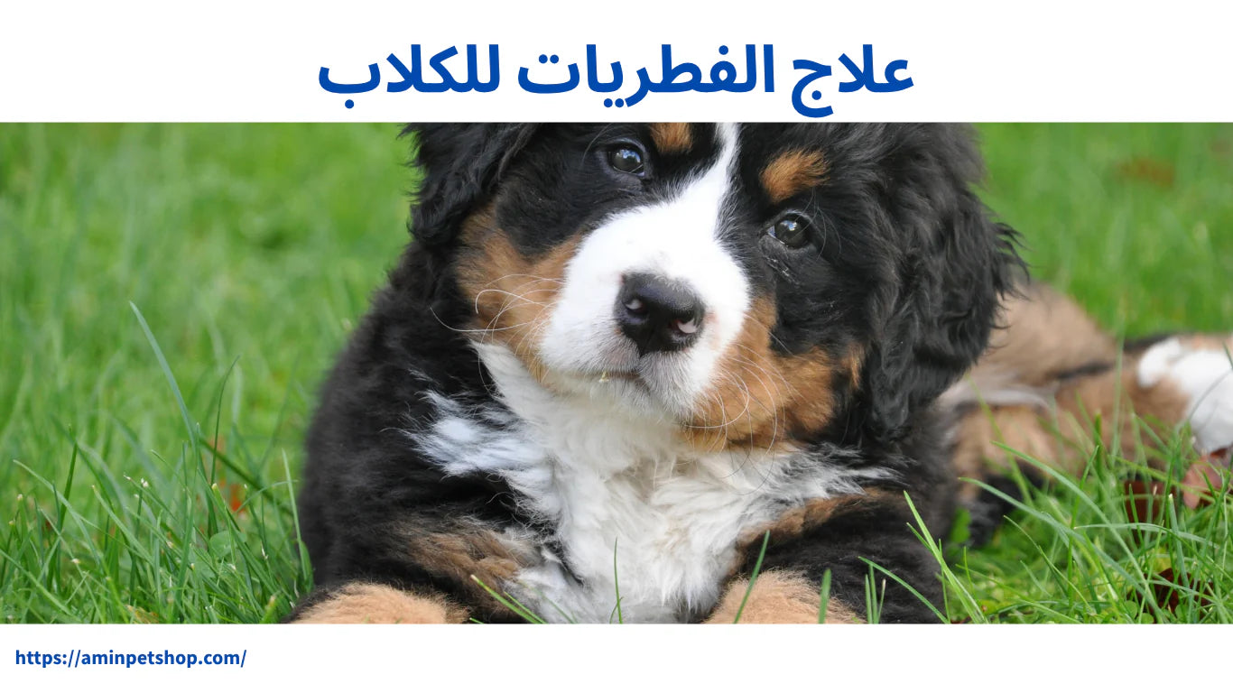 علاج الفطريات للكلاب:  الأسباب، الأعراض، وأحدث طرق العلاج الفعالة