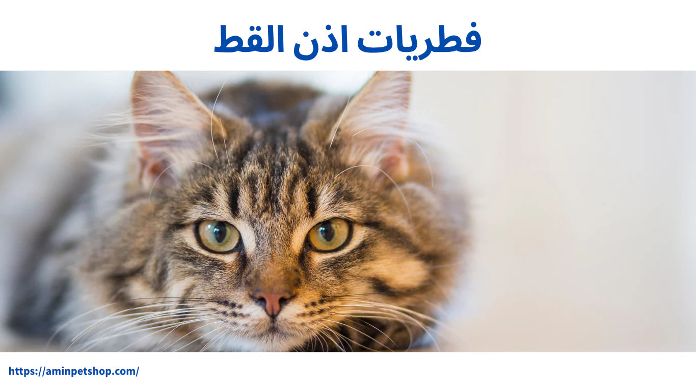 فطريات اذن القط