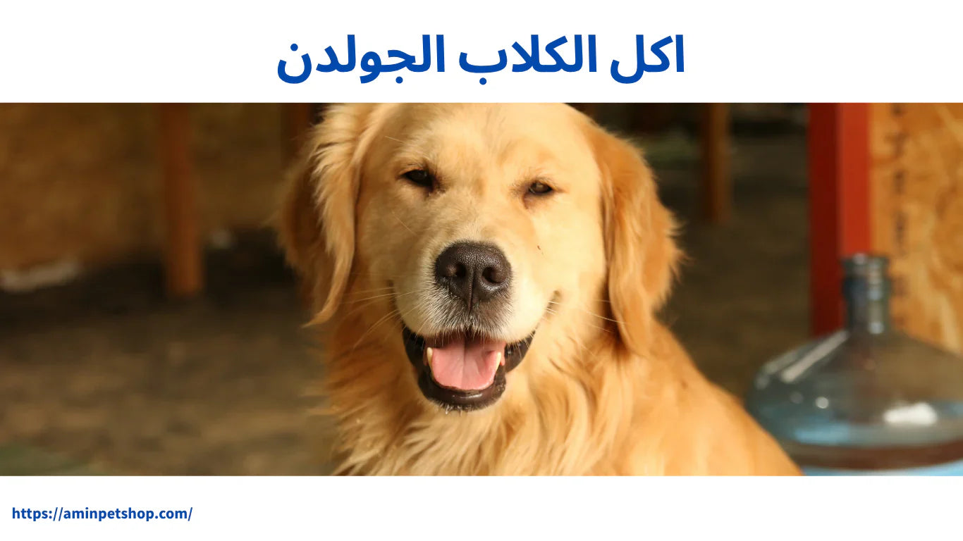 اكل الكلاب الجولدن: الأطعمة الصحية والممنوعة ونصائح خبراء التغذية