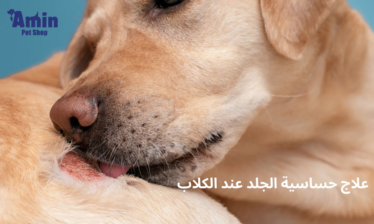 علاج حساسية الجلد عند الكلاب الأسباب والأعراض وطرق الوقاية