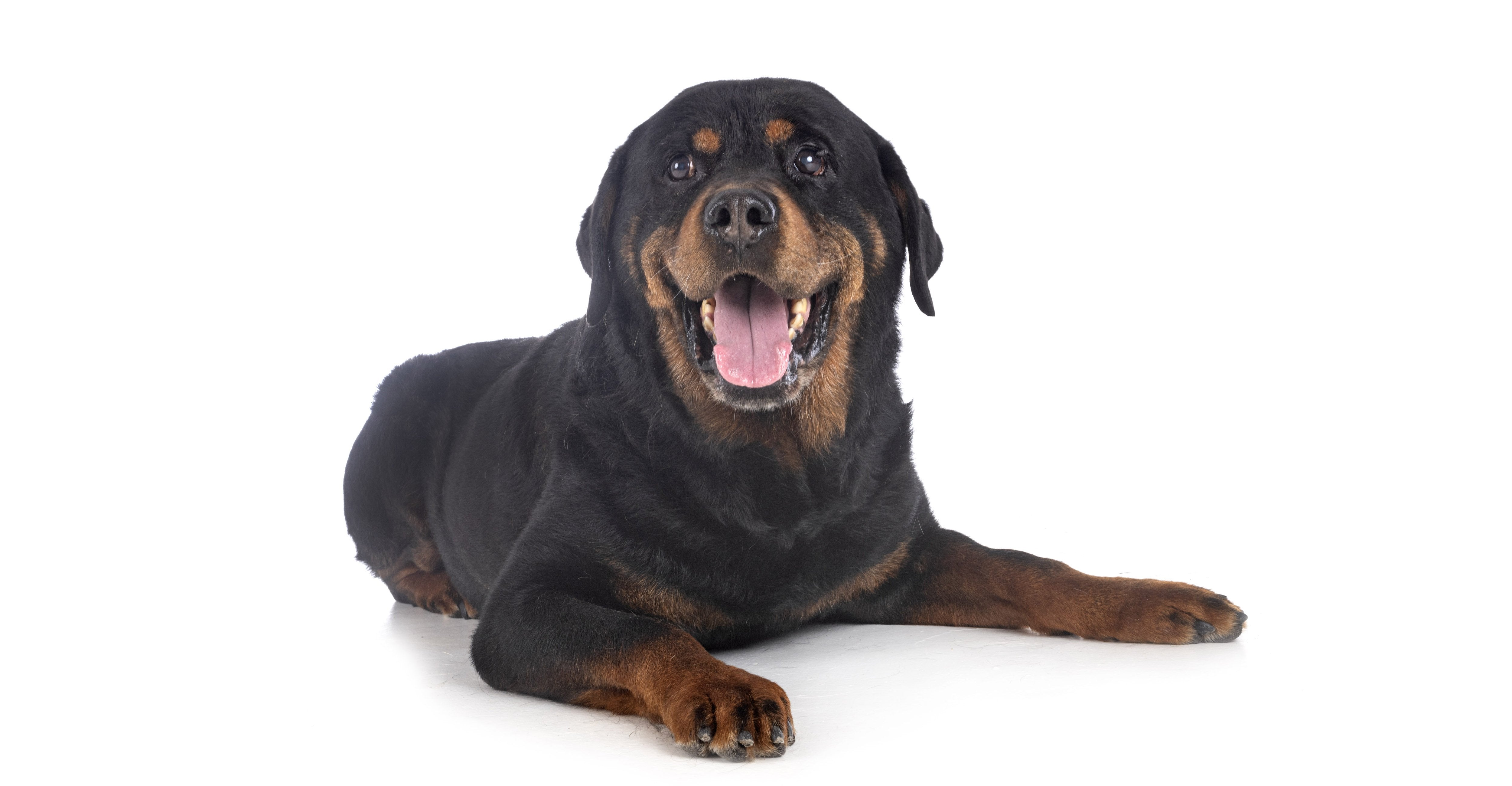 Adult Dog - N BALLET SHOP