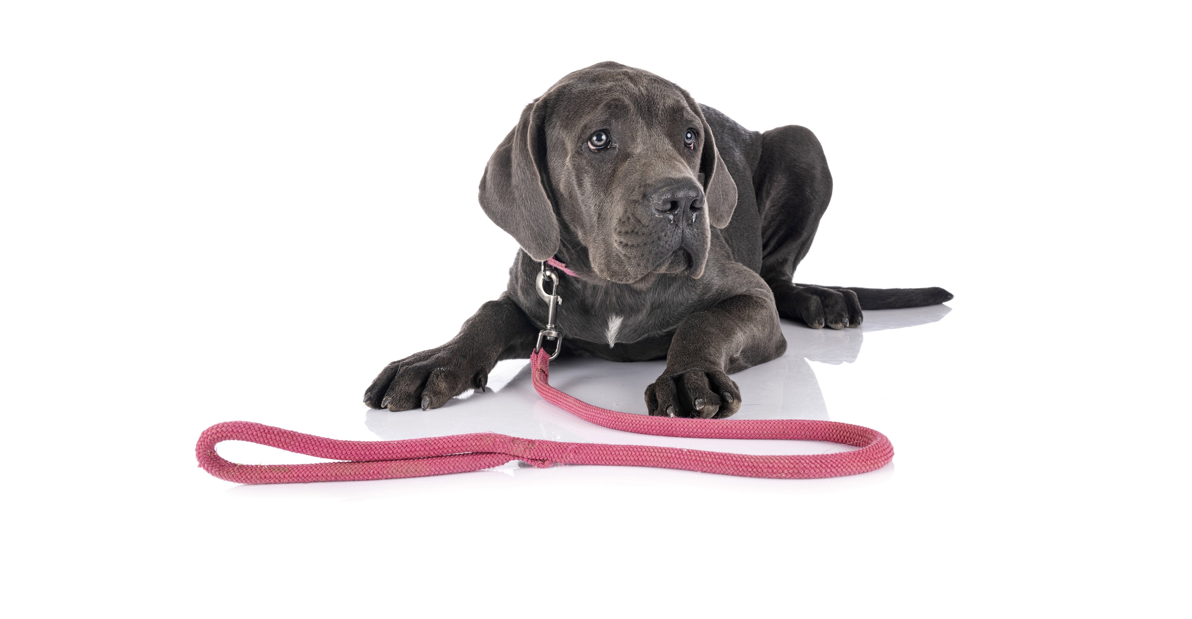 Leashes - Amin Pet Shop