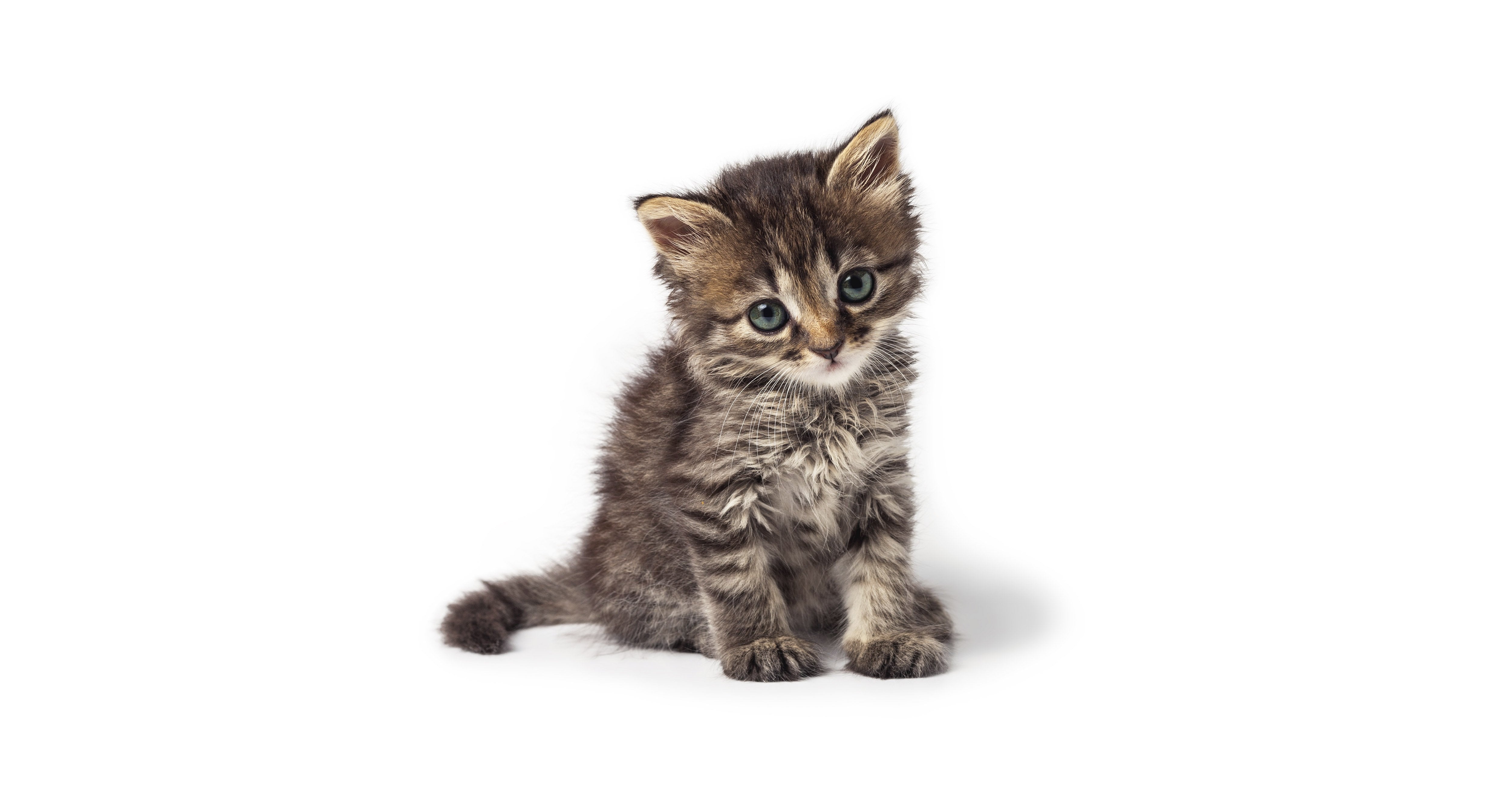 Kitten - Amin Pet Shop