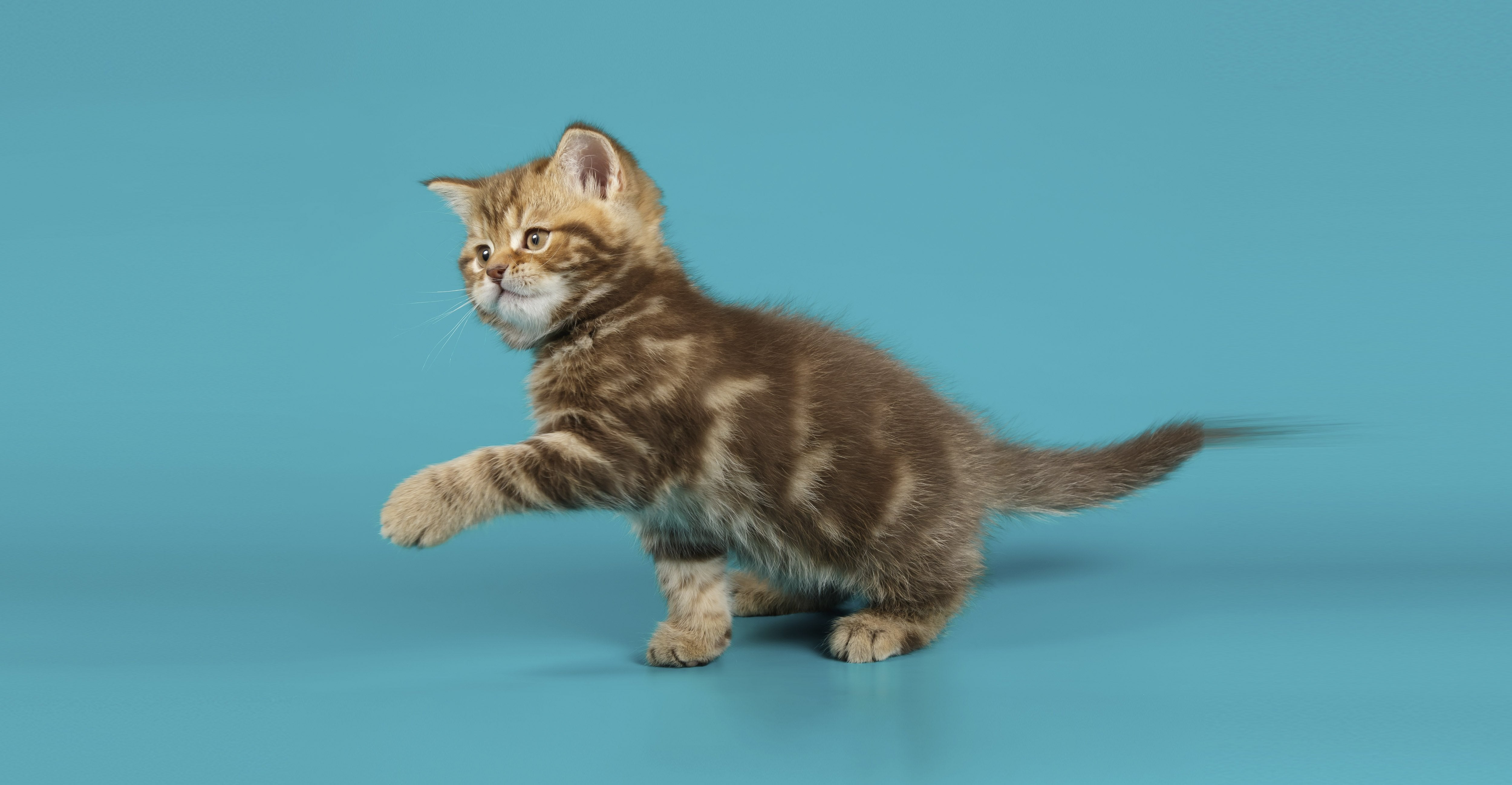 Adult Cat - N BALLET SHOP