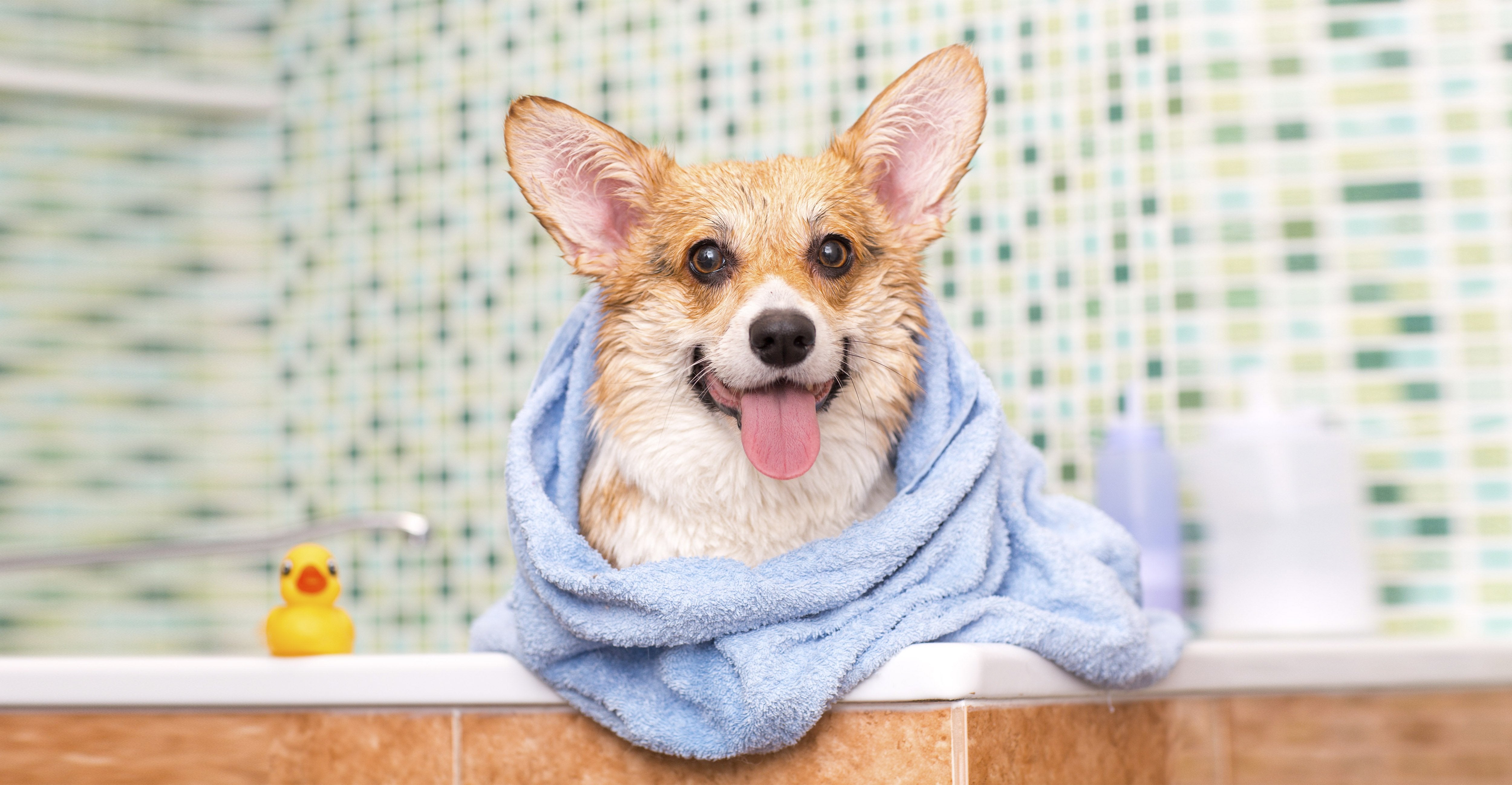 Dog Grooming & Healthcare - Amin Pet Shop