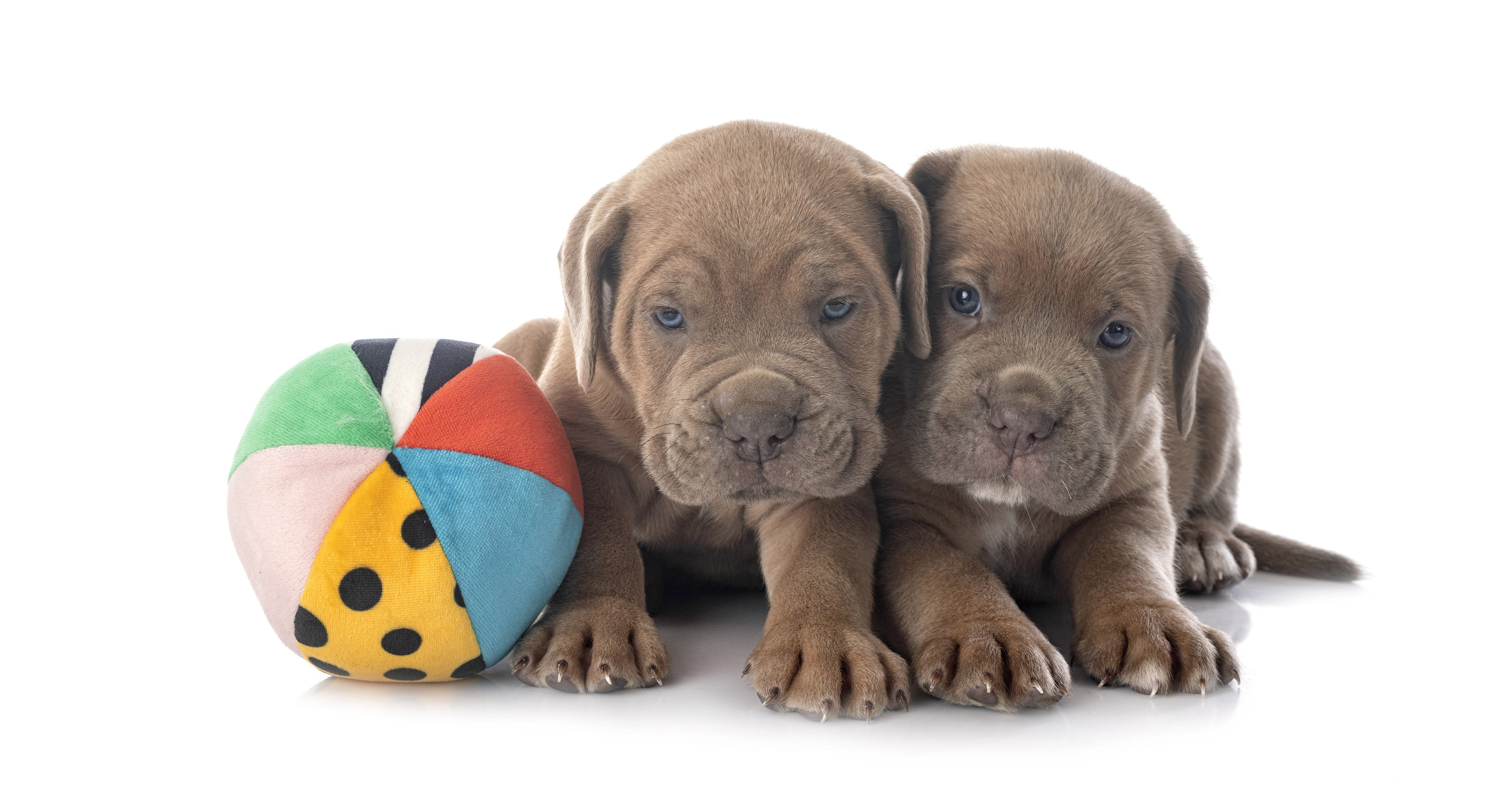 Puppy - Amin Pet Shop