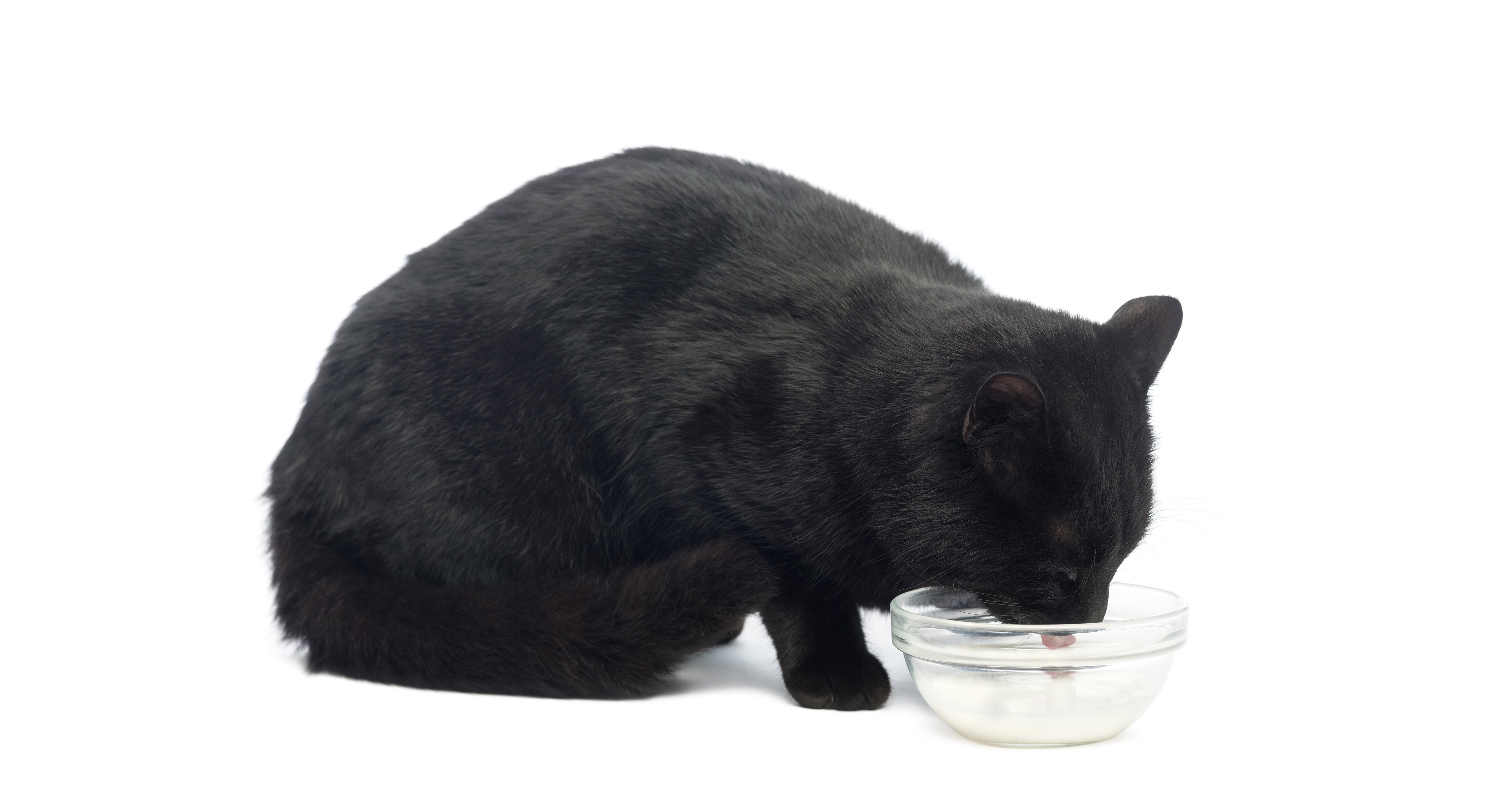 Cat Milk - N BALLET SHOP