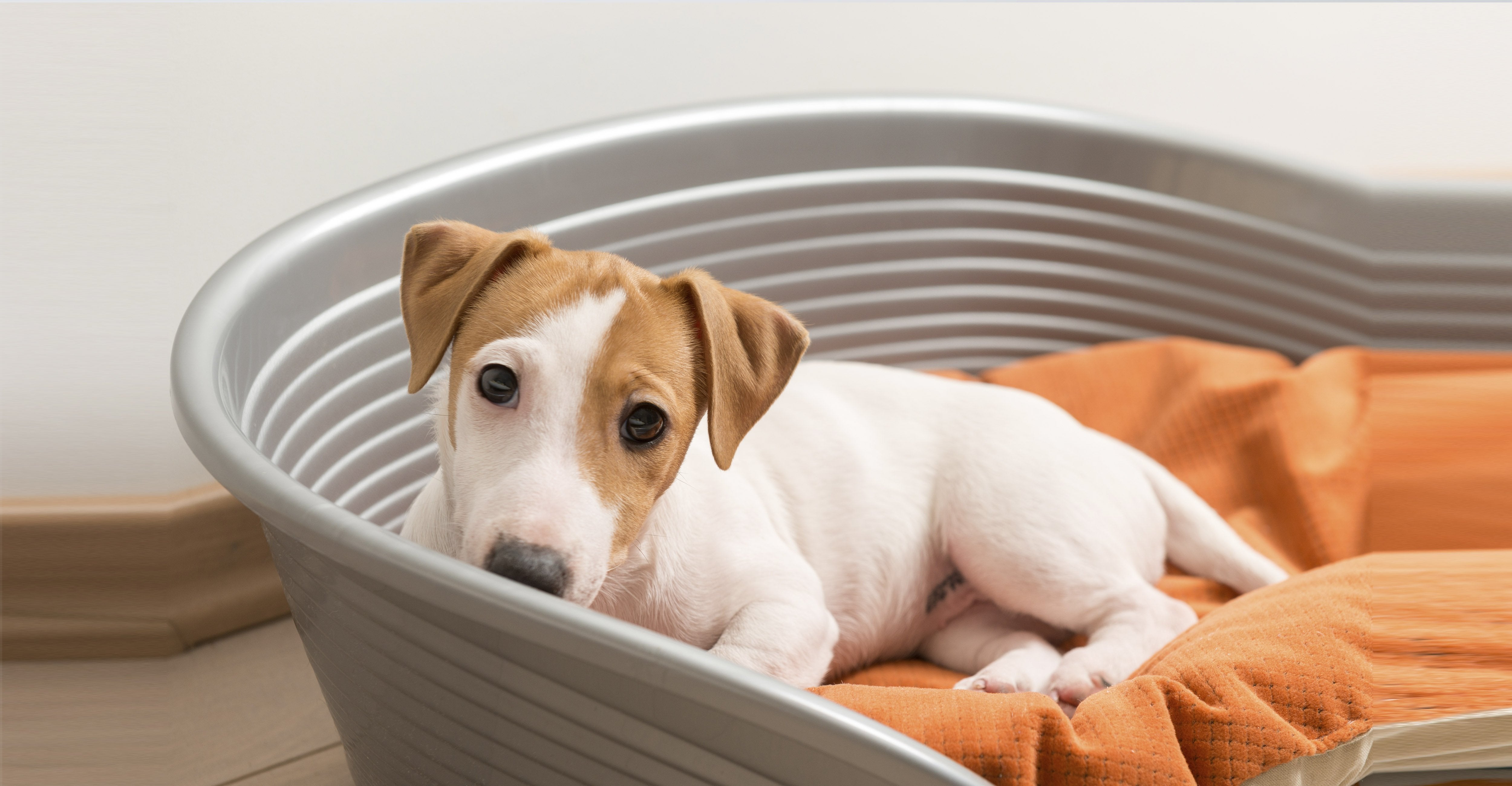 Dogs Beds - Amin Pet Shop