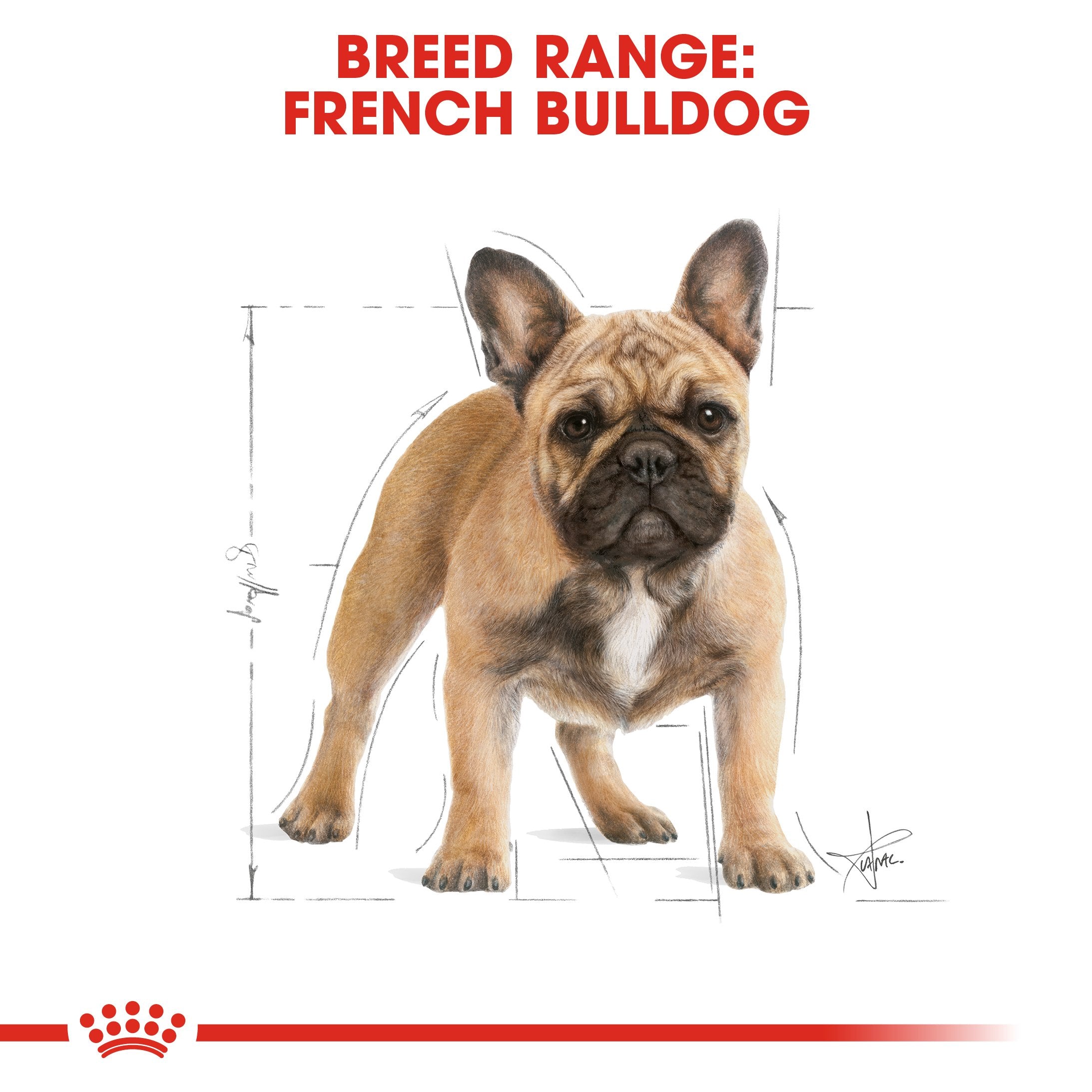 Royal Canin French Bulldog Adult (3 KG)- Dry food for adult dogs over 12 months - Amin Pet Shop